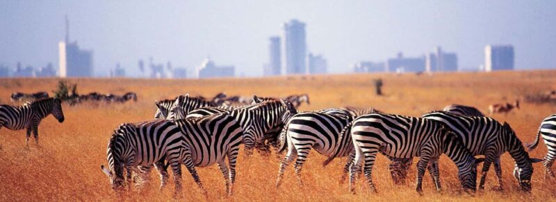 Nairobi National Park and Giraffe Center Guided Tour - Who Will Love This Tour?