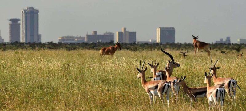 Nairobi National Park and Giraffe Center Guided Tour - The Sum Up