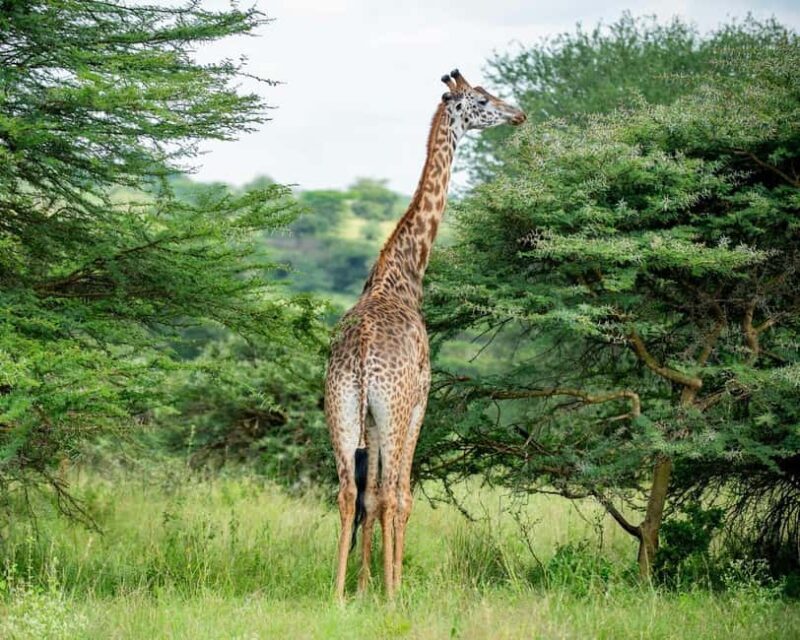 Nairobi National Park and Giraffe Day Trip - Key Points