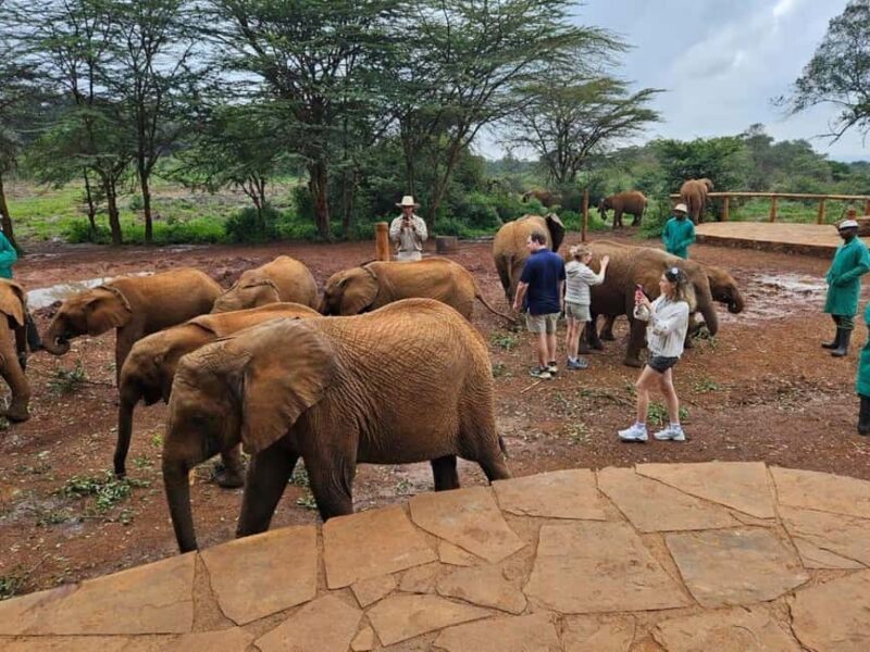 Nairobi National Park and Sheldrick Elephant Trust Day Trip - Key Points