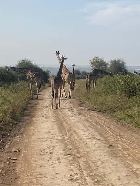 Nairobi National Park, Baby Elephant and Giraffe Centre - Key Points