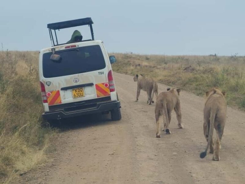 Nairobi National Park, Baby Elephant and Giraffe Centre - FAQs