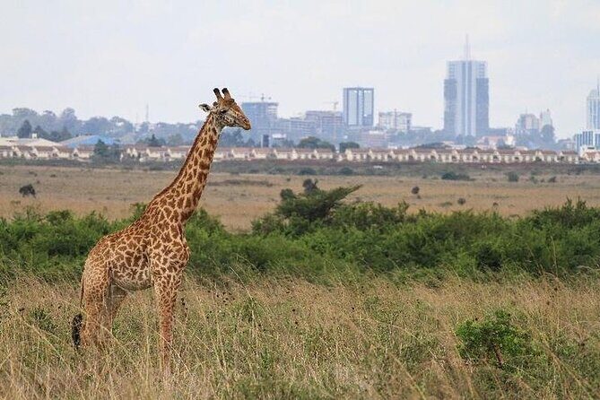 Nairobi: National park, baby Elephant, Giraffe center - Key Points