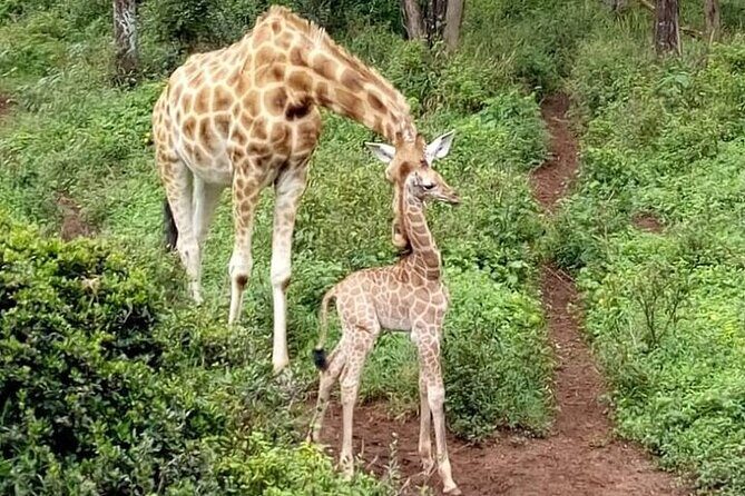 Nairobi: National park, baby Elephant, Giraffe center - Frequently Asked Questions