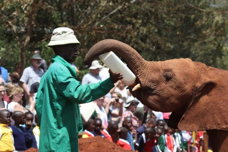 Nairobi: National Park, Baby Elephant & Giraffe Centre Tour - Key Points