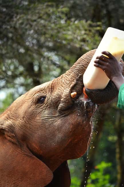 Nairobi: National Park, Baby Elephant & Giraffe Centre Tour - An Overview of the Tour Experience