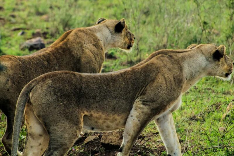 Nairobi: National Park, Baby Elephant & Giraffe Centre Tour - Authentic Encounters: From Guides to Animals