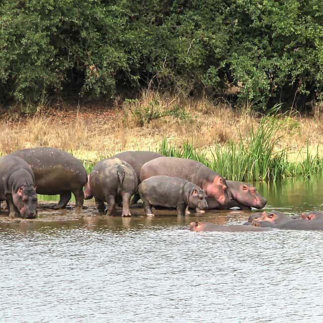Nairobi: National Park, Baby Elephant & Giraffe Centre Tour - Who Is This Tour Best For?