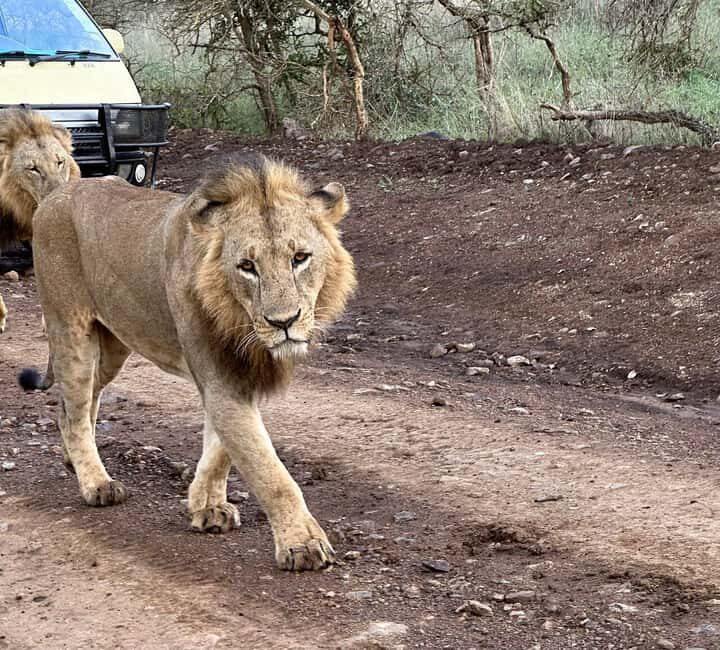 Nairobi: National Park, Baby Elephant & Giraffe Centre Tour - Final Thoughts