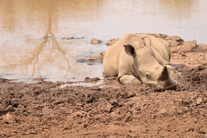 Nairobi National Park, Baby Elephant Orphanage and Giraffe Center - The Experience: What Travelers Say