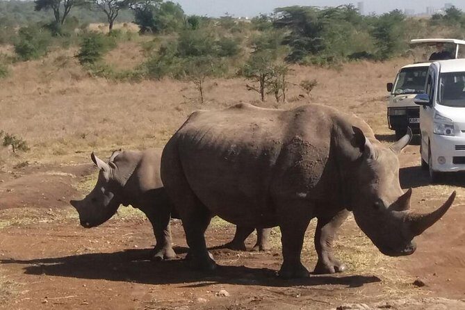 Nairobi National Park, Baby Elephant Orphanage and Giraffe Center - Value for Money