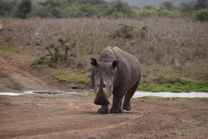 Nairobi National Park, Baby Elephant Orphanage and Giraffe Center - Who Would Love This Tour?