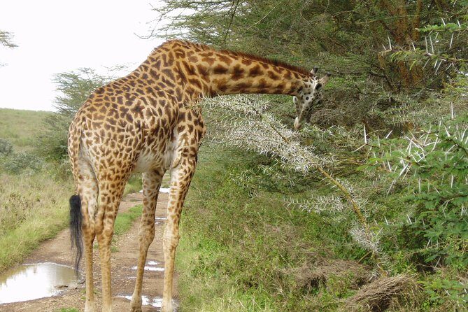 Nairobi National Park, Baby Elephant Orphanage and Giraffe Center - The Sum Up