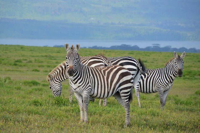 Nairobi National Park - Authentic Reviews and Insights