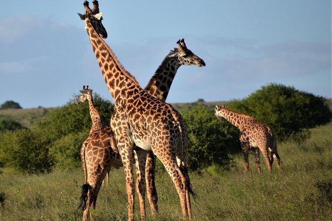 Nairobi National Park - Why This Tour Offers Great Value