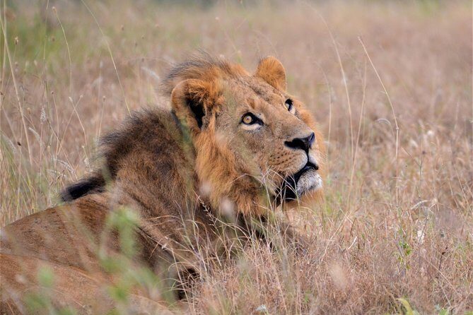 Nairobi National Park - Who Should Consider This Tour?