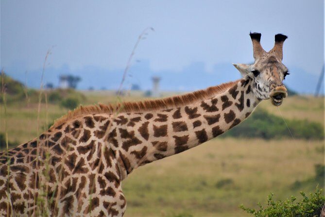 Nairobi National Park - FAQ