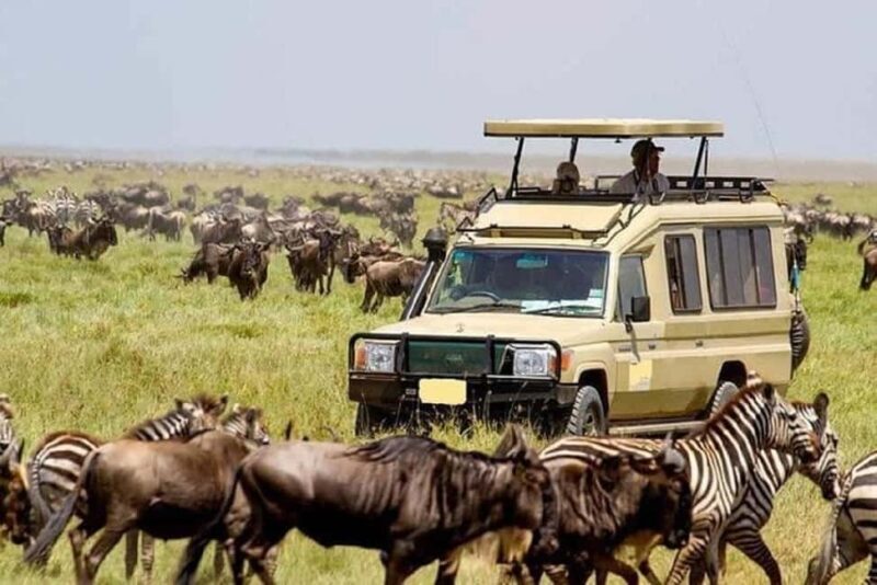 Nairobi National Park David Sheldrick Giraffe center - Exploring Nairobi National Park: A Wildlife Sanctuary in the City