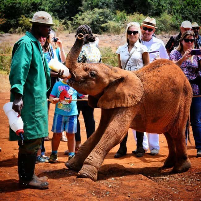 Nairobi National Park David Sheldrick Giraffe center - Practical Details: What to Expect