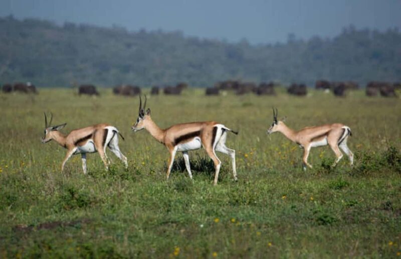 Nairobi National Park David Sheldrick Giraffe center - Who Should Consider This Tour?