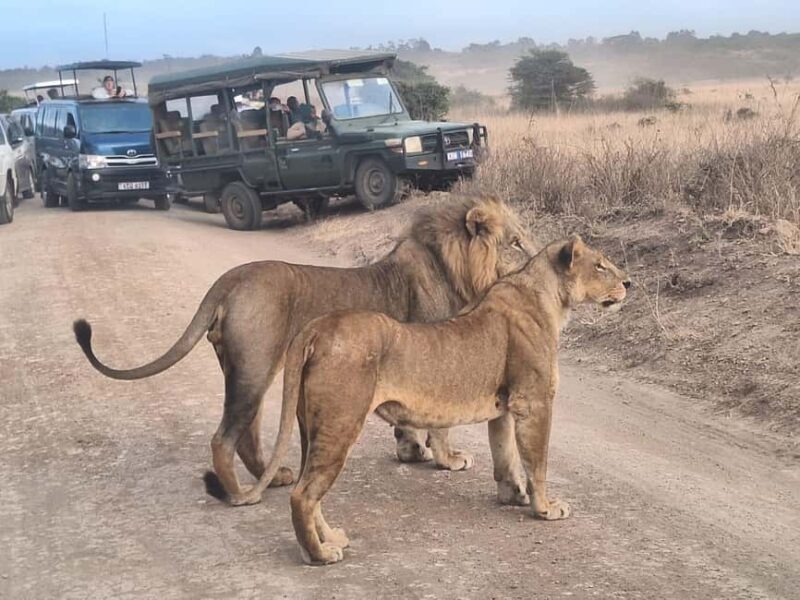 Nairobi National Park Day Guided Tour - An In-Depth Look at the Nairobi National Park Day Guided Tour