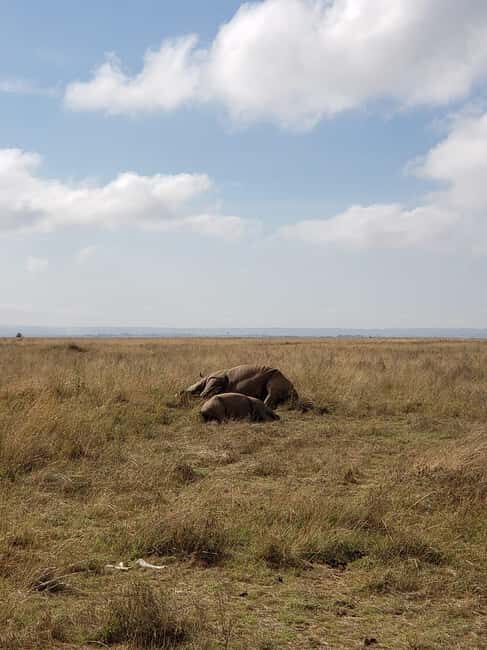Nairobi National Park Day Guided Tour - Who Will Love This Tour?