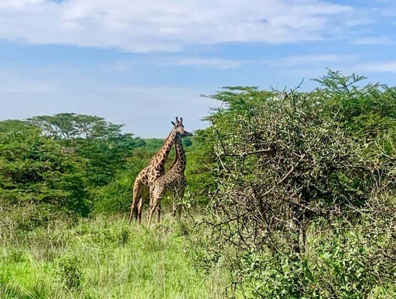 Nairobi National Park Day Guided Tour - FAQ