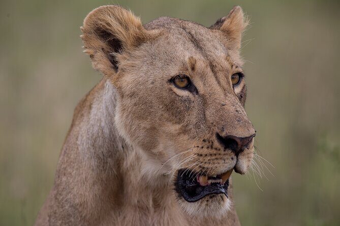 Nairobi National Park Day Tour - The Unique Experience of Nairobi National Park
