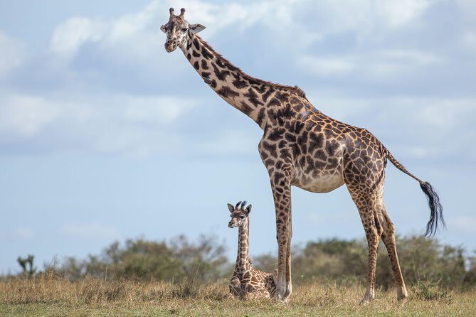 Nairobi National Park Day Tour - Pricing and Value