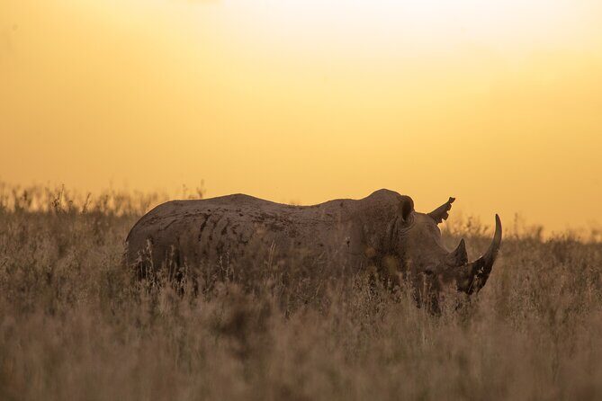 Nairobi National Park Day Tour - Who Will Love This Tour?