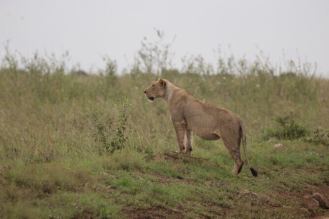 Nairobi National Park Day Tour - Final Thoughts