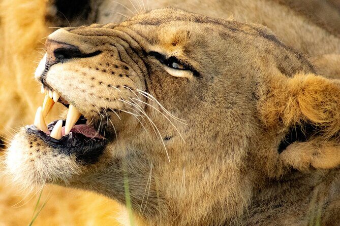 Nairobi National Park Early Morning or Afternoon Game Drive - An Overview of the Experience
