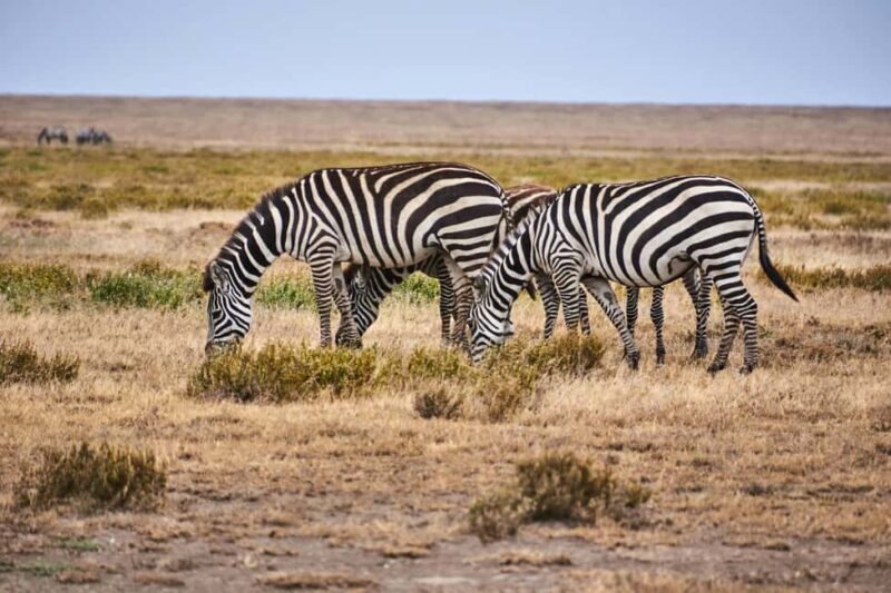 Nairobi: National Park Early Morning or Afternoon Tour - Key Points