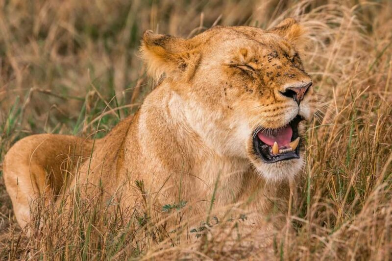 Nairobi: National Park Early Morning or Afternoon Tour - What to Expect from the Nairobi National Park Tour