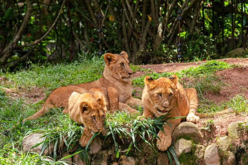 Nairobi: National Park Early Morning or Afternoon Tour - Authentic Insights from Past Travelers