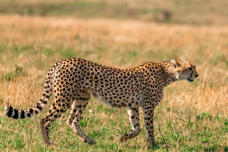Nairobi: National Park Early Morning or Afternoon Tour - Who Is This Tour Best For?