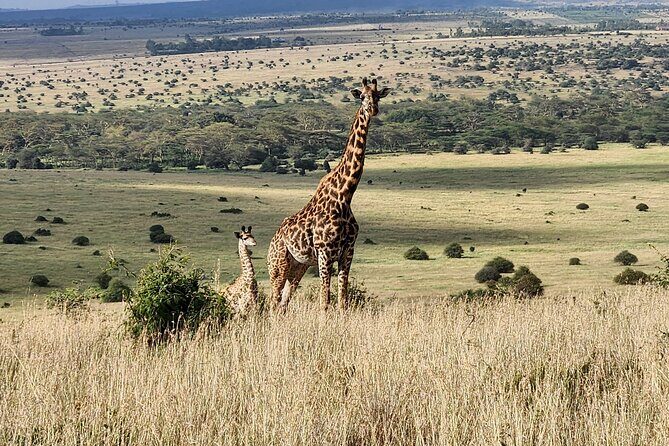 Nairobi National Park, Elephant Orphanage and Giraffe Center Tour - A Closer Look at the Itinerary
