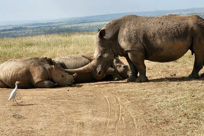Nairobi National Park, Elephant Orphanage and Giraffe Center Tour - Frequently Asked Questions