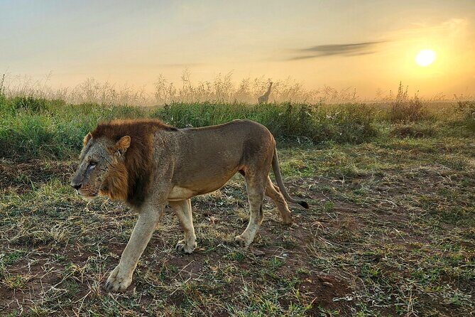 Nairobi National Park, Elephant Orphanage and Giraffe Center Tour - Final Thoughts