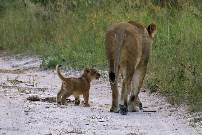 Nairobi national park Elephant orphanage and giraffe center tour. - Authentic Experiences and Common Challenges