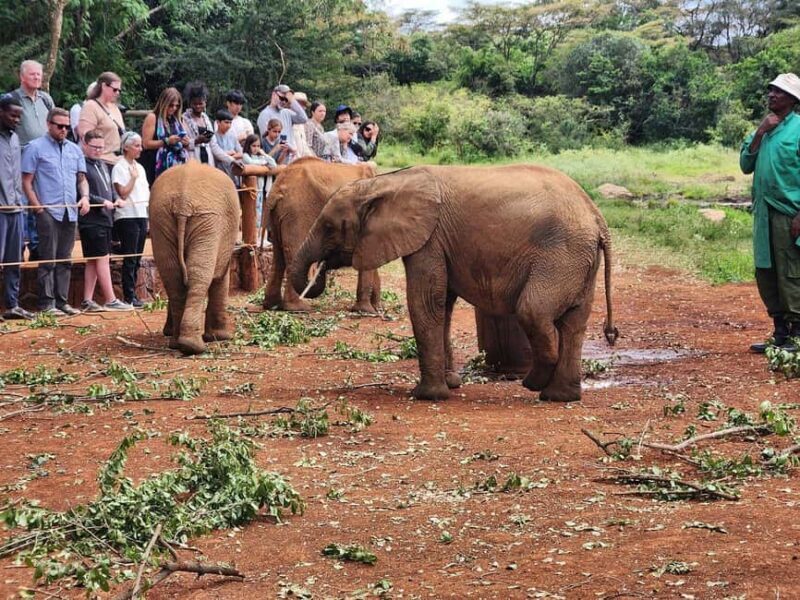 Nairobi National Park, Elephant Orphanage and Giraffe Centre - Key Points