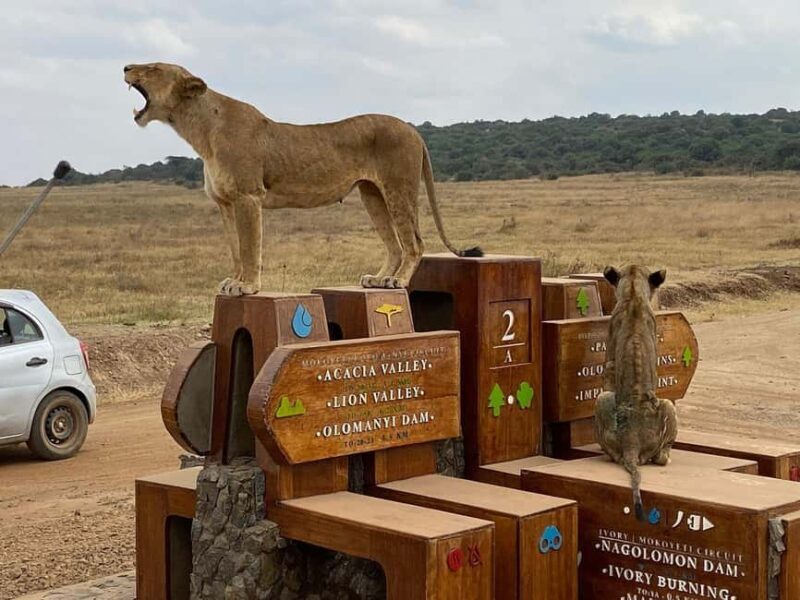 Nairobi National Park, Elephant Orphanage and Giraffe Centre - Final Words