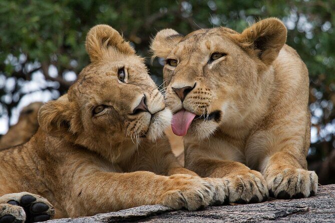 Nairobi National Park, Elephant Orphanage and Giraffe Centre - Detailed Breakdown of the Tour Experience