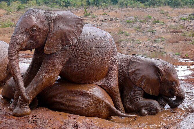 Nairobi National Park, Elephant Orphanage and Giraffe Centre - Authentic Insights from Reviews