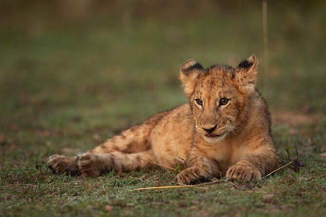 Nairobi National Park, Elephant Orphanage and Giraffe Centre - Is This Tour Right for You?