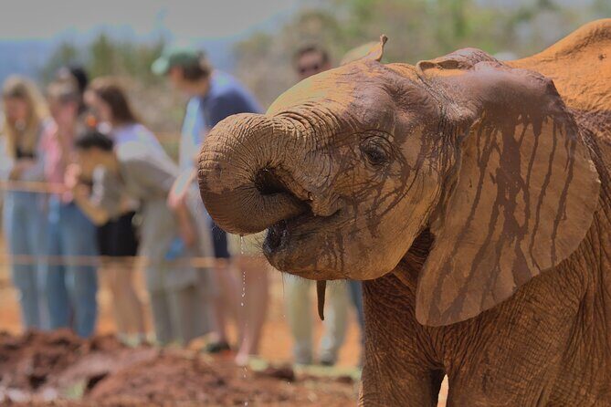 Nairobi National Park, Elephant Orphanage and Giraffe Centre - FAQs