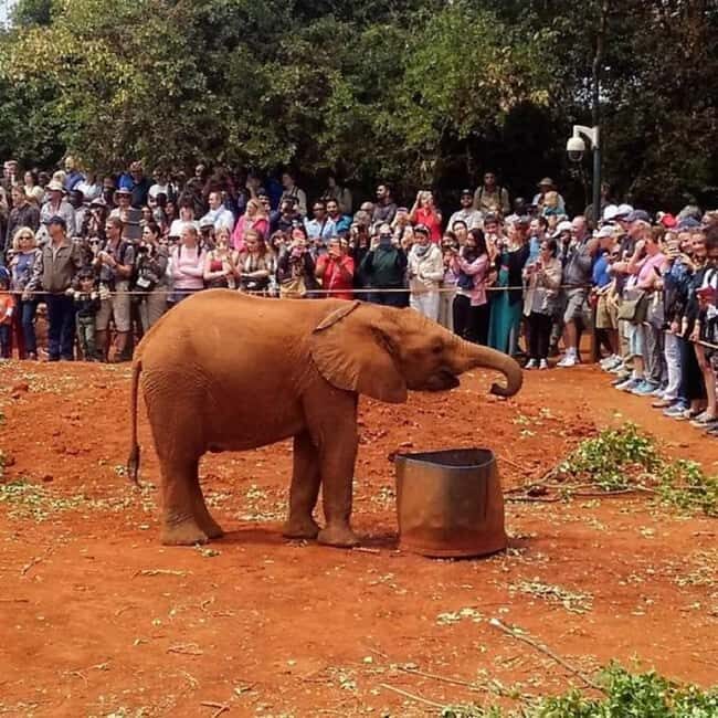 Nairobi: National Park, Elephant Orphanage, and Giraffe Tour - Key Points