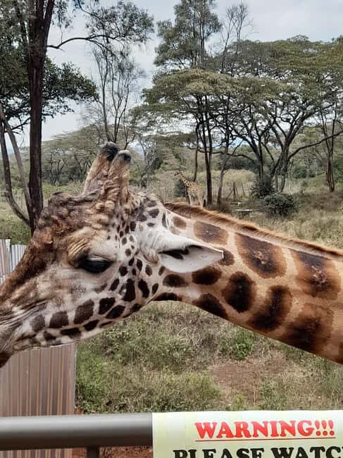 Nairobi: National Park, Elephant Orphanage, and Giraffe Tour - FAQ