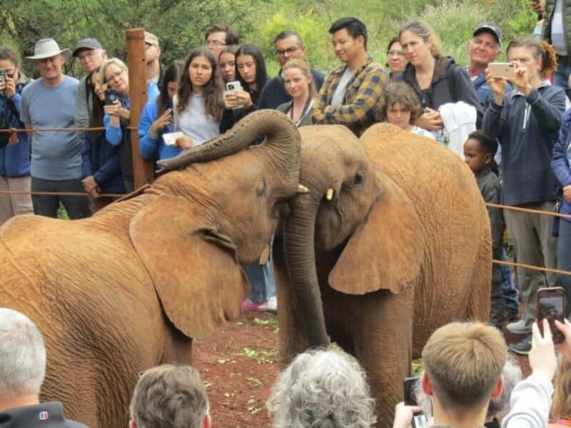 Nairobi: National Park, Elephant Orphanage, and Giraffe Tour - Key Points
