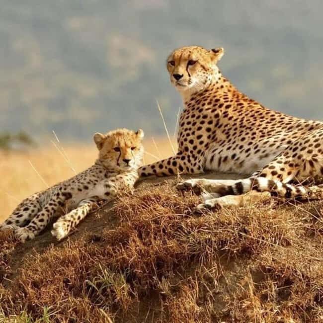 Nairobi: National Park, Elephant Orphanage, and Giraffe Tour - Practical Tips and Insights
